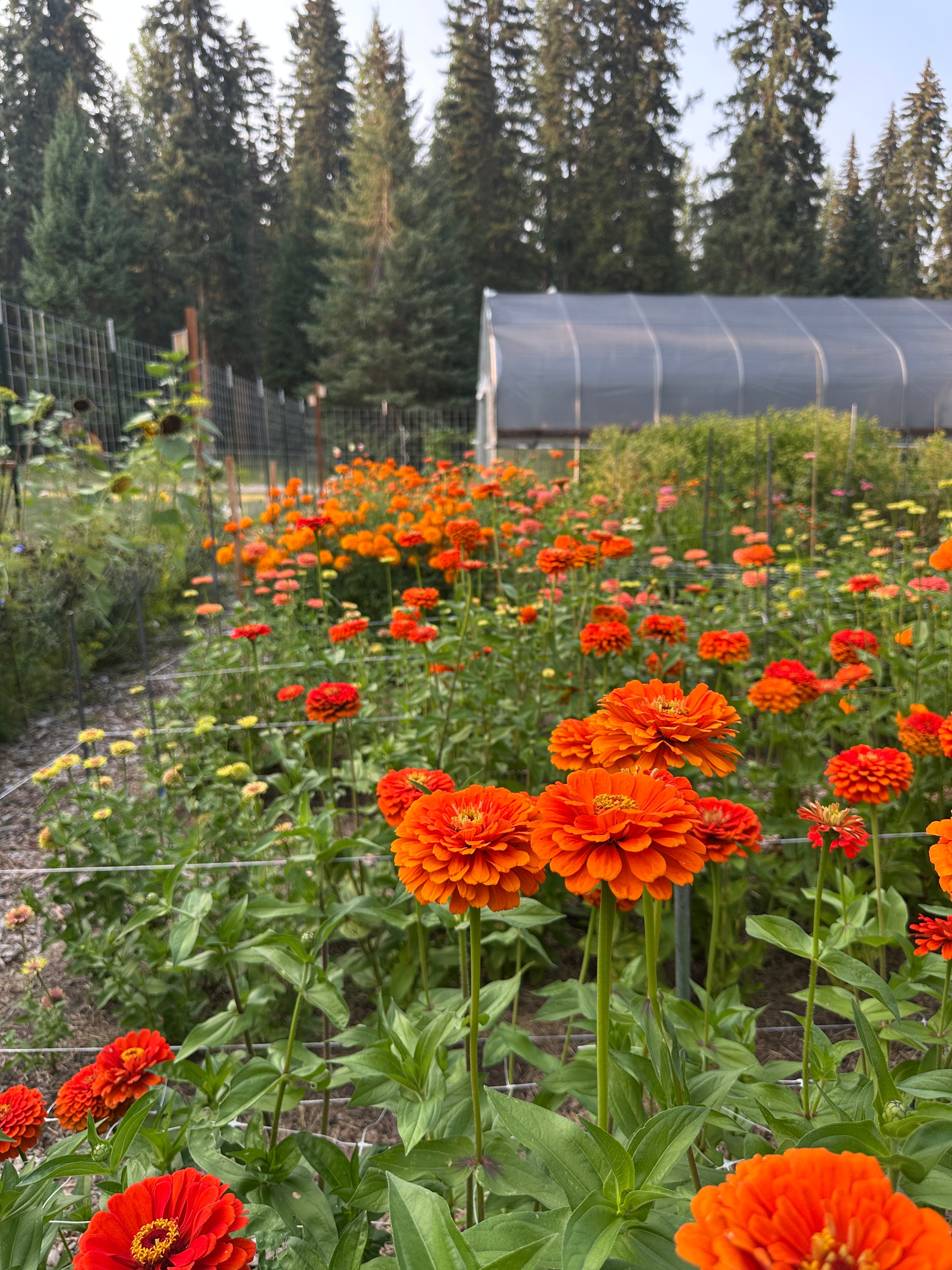 2026 Weekly Flower Subscription - Pick Up Option