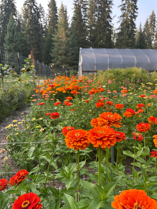 2026 Weekly Flower Subscription - Pick Up Option