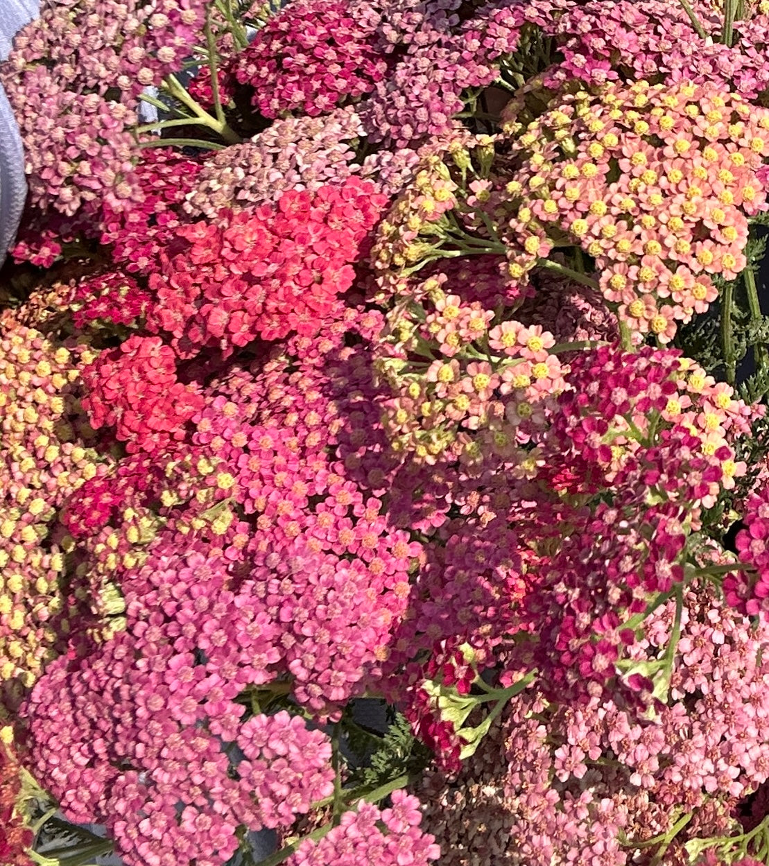 Single Variety Bunch